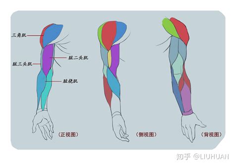 胳膊位置